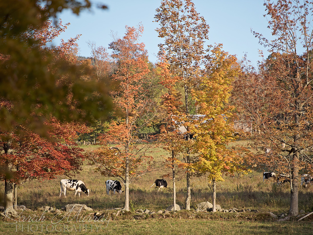 Wedding The Inn At The Round Barn Farm Waitsfield Vermont